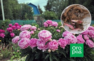 ogorod.ru / Александра Атрашевская: Как посадить пионы весной