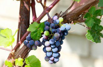 123rf / Vladimir Salman: Укоренение черенков винограда