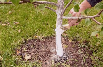 shutterstock.com: Как ухаживать  за плодовыми деревьями осенью