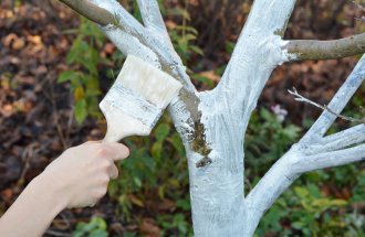 shutterstock.com/Radovan1: Побелка деревьев осенью: пошаговый мастер-класс