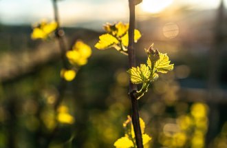 https://www.shutterstock.com/FranciscoMarques: работы с виноградом весной