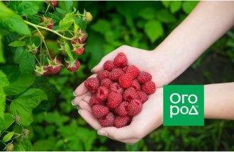 shutterstock.com/Ogorod.ru: Чем подкормить малину после зимы