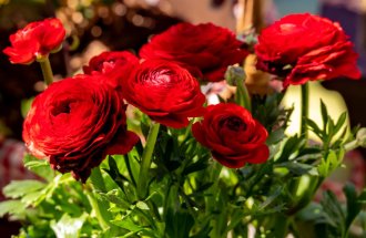 shutterstock.com/Frank Kuschmierz: 10 цветов, похожих на розы, но куда проще в уходе