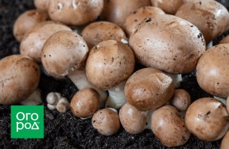 shutterstock.com / barmalini: Выращивание грибов