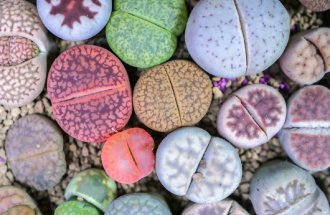 Фото с сайта shutterstock.com Nixx Photography: литопсы живые камни выращивание уход размножение