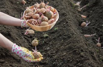shutterstock.com / Anuta23: Разные способы посадки и выращивания картофеля