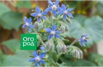 shutterstock.com/Ogorod.ru: Как вырастить огуречную траву